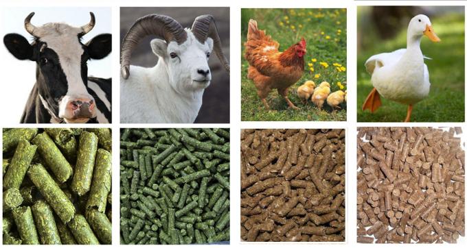 производственная линия корма для животных